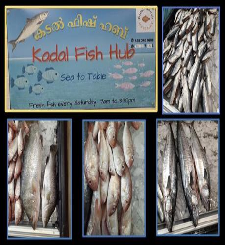 kadal fish hub
