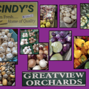 cindy's greatview orchard landscape jpeg