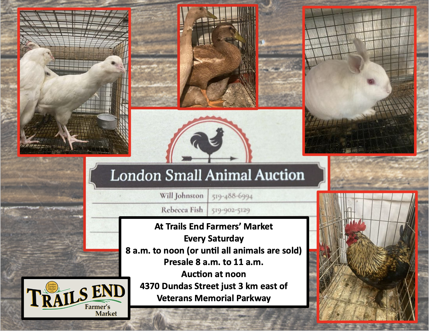 London small animal auction composite 2026